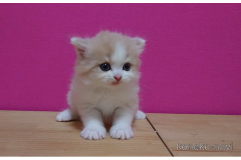 成約済の東京都のスコティッシュフォールド-92440の3枚目